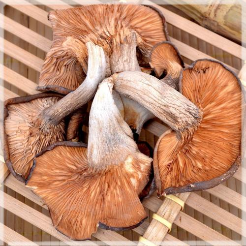 【鲍鱼菇】特级鲍鱼菇 营养丰富 口感好250g