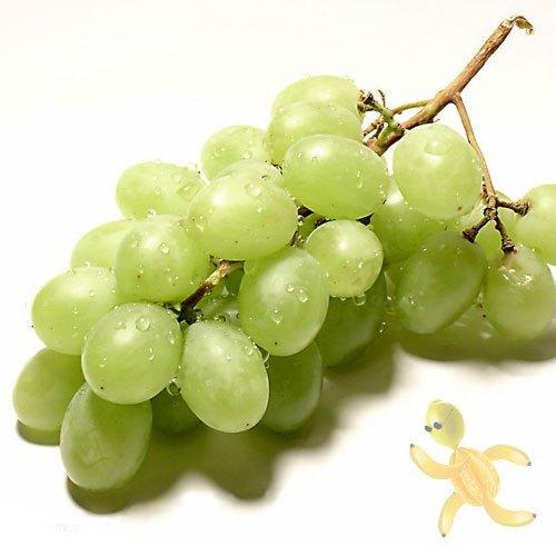 佳利麦鲜果-埃及无籽青提500g装无籽露葡萄提子新鲜水果限北京