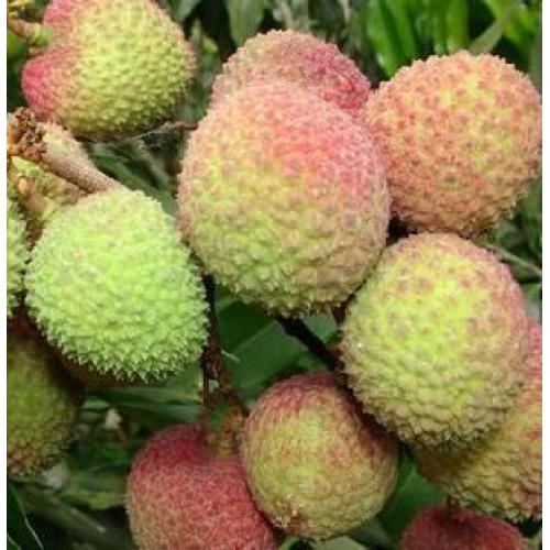 2011年海南新鲜水果荔枝妃子笑1斤13.8元
