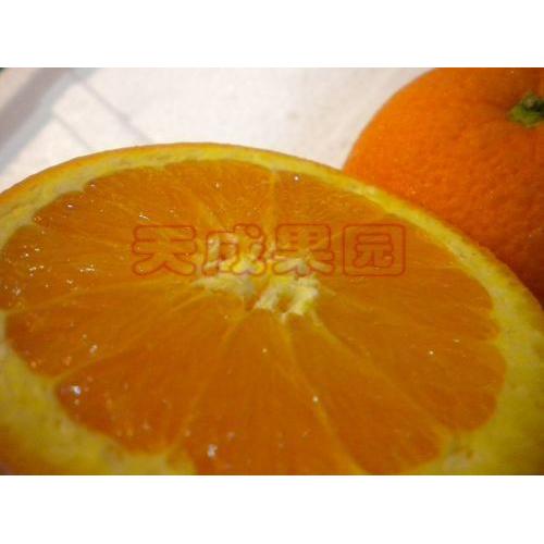 新鲜水果 美国进口水果 橙子特级 甜橙10个