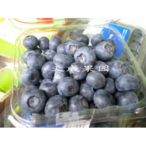 新鲜水果进口水果阿根廷蓝莓4盒99元江浙沪包邮