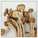 纯天然野生 茶树菇 食用菌 菌菇特产 100克