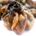 绿帝干货 海蛎子干 天然优质细嫩味鲜生蚝干/海蛎干/牡蛎干220g